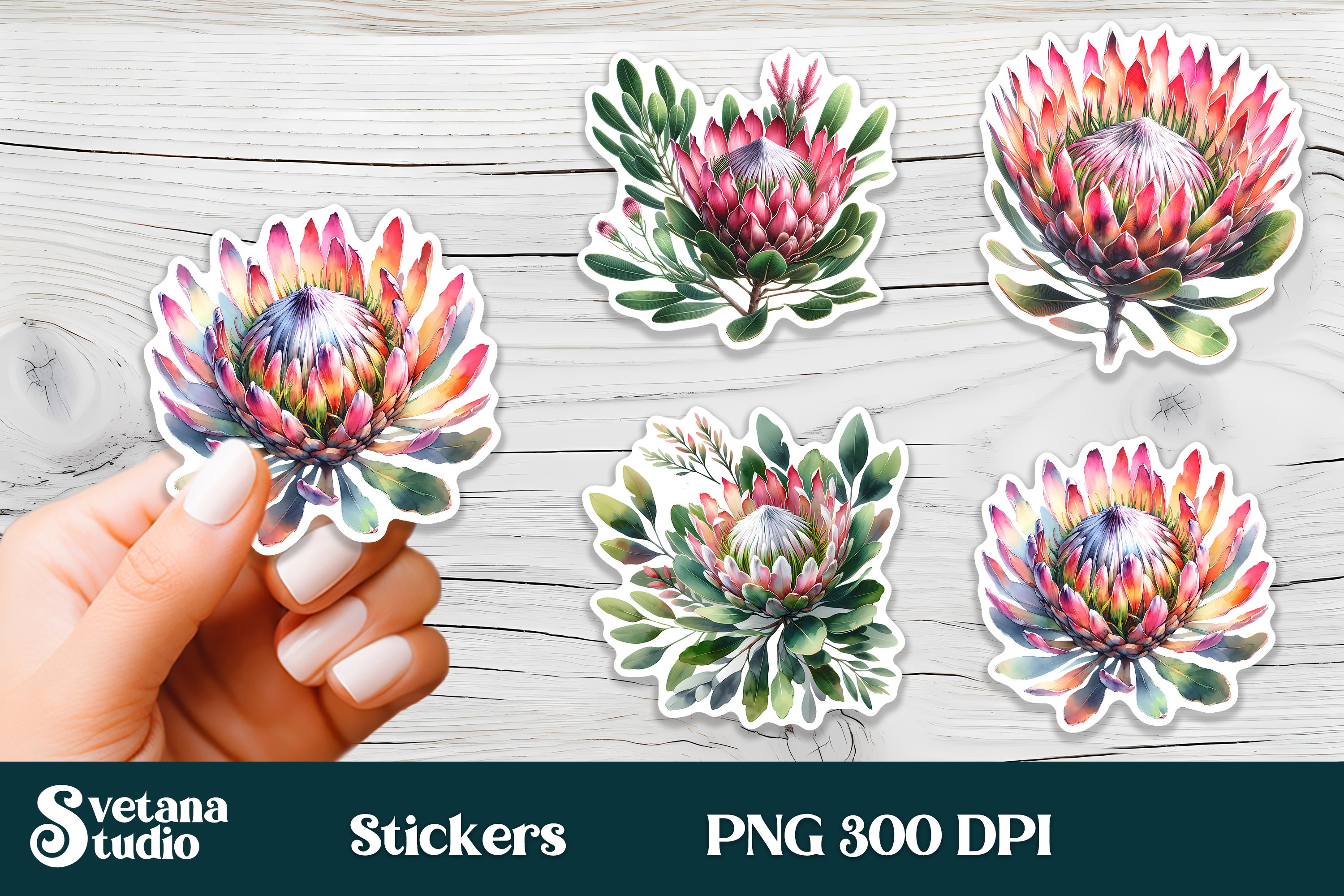 Flower stickers printable | Protea flower PNG design view 3