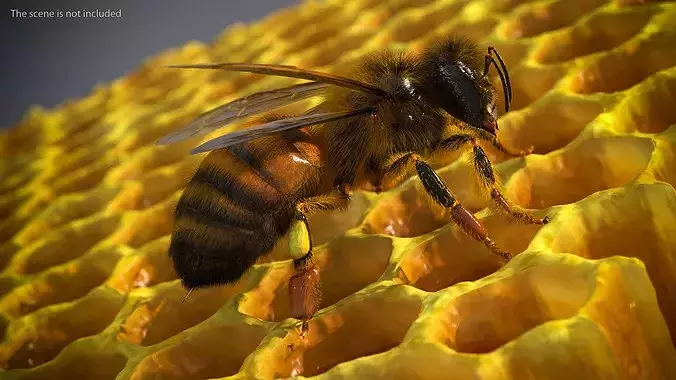 Realistic HoneyBee Fur 3D model view 2