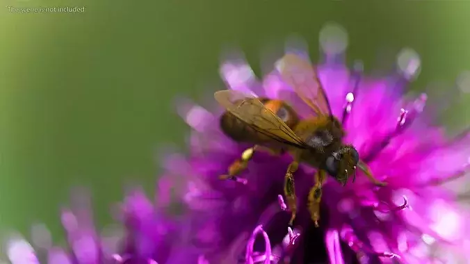 Realistic HoneyBee Fur 3D model view 3