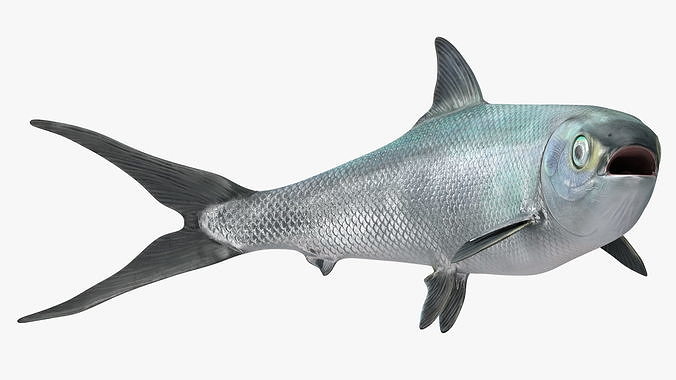 Chanos Chanos Rigged 3D model view 2