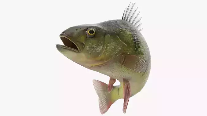 Yellow Perch Fish Rigged for Maya 3D model view 2