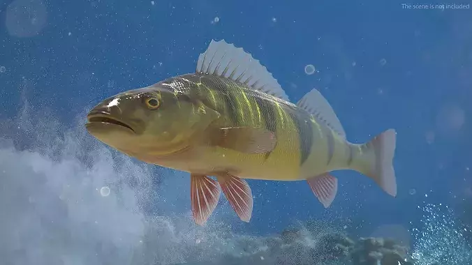 Yellow Perch Fish Rigged for Maya 3D model view 3