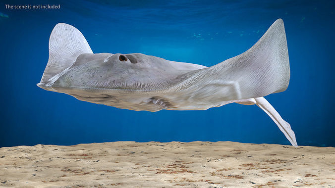 White Stingray Floating on the Bottom 3D model