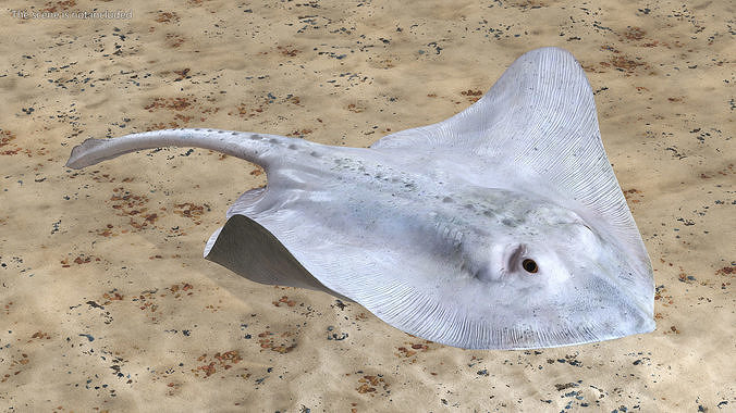 White Stingray Floating on the Bottom 3D model view 2