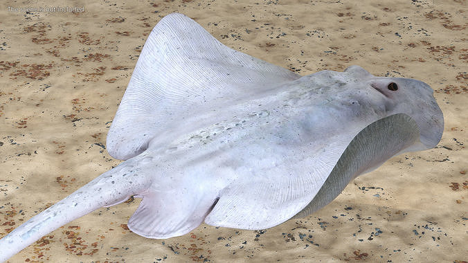 White Stingray Floating on the Bottom 3D model view 3