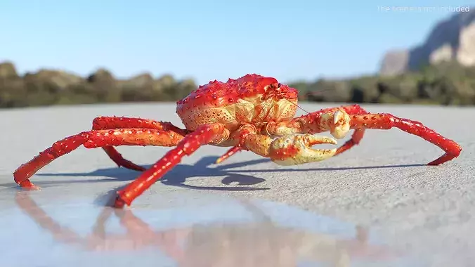 Red King Crab Rigged For Blender 3D model view 3