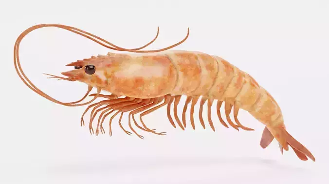 Shrimp - Detailed Realistic Crustacean 3D model view 2