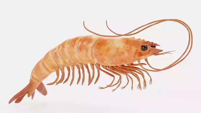 Shrimp - Detailed Realistic Crustacean 3D model view 3