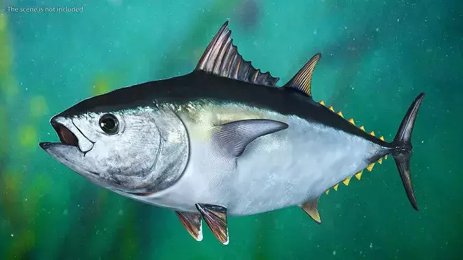 Bluefin Tuna 3D model view 2