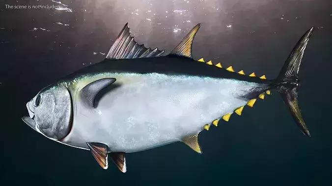 Bluefin Tuna 3D model view 3