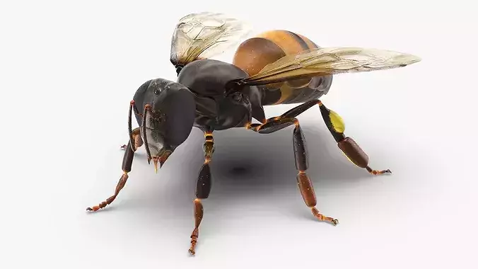 Honey Bee Insect Rigged for Cinema 4D 3D model
