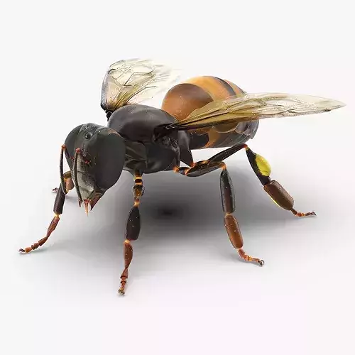 Honey Bee Insect Rigged for Cinema 4D 3D model view 3