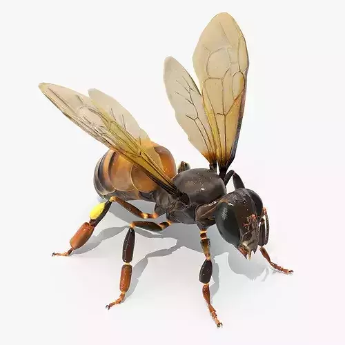 Honey Bee Insect Rigged 3D model view 3