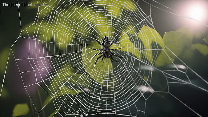Round Web with Spider 3D model view 3