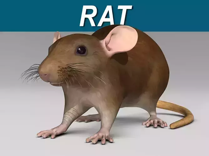 Rat - Brown 3D model
