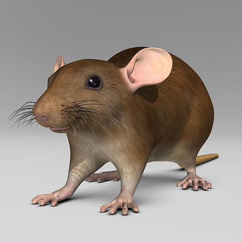 Rat - Brown 3D model view 2