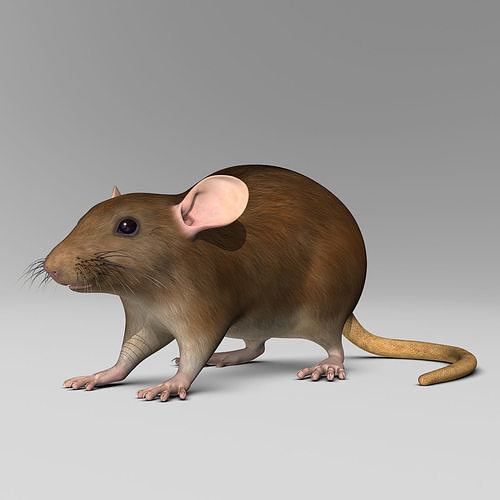 Rat - Brown 3D model view 3