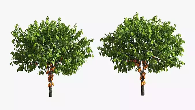 Theobroma Cocoa Tree with Fruits 3D model view 3
