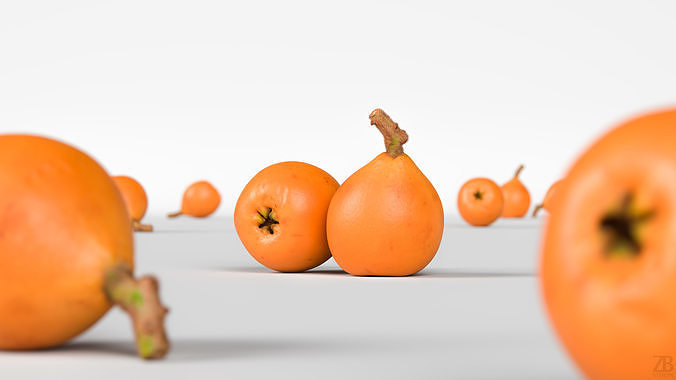 Loquat 3D model view 2