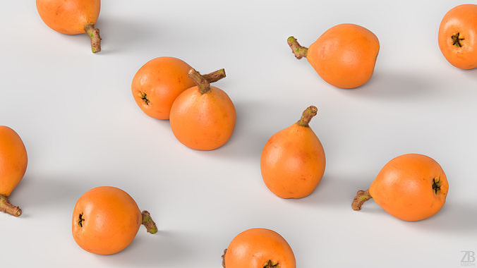 Loquat 3D model view 3
